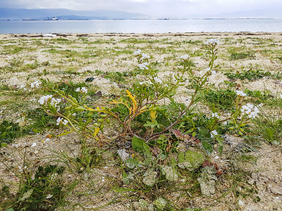 海岸沙丘上的欧洲搜索器