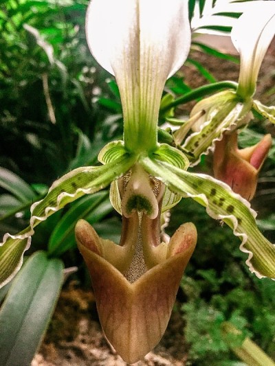 银剑兰花