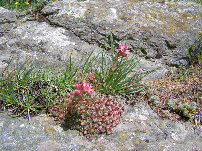 Sempervivum