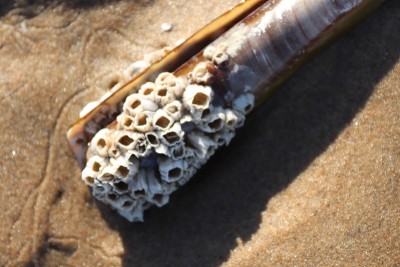 海滩上的漂浮物和废弃物