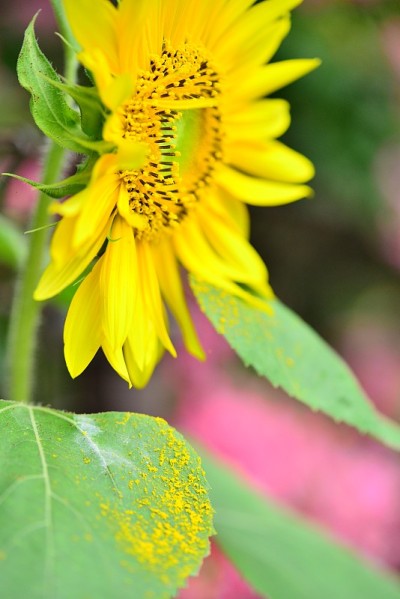 太阳的花