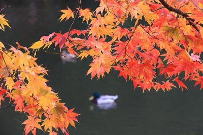 秋天京都日本