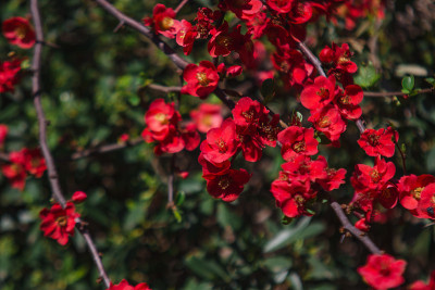 春天开花。木瓜灌木的红色花朵。粳稻海棠盛开。