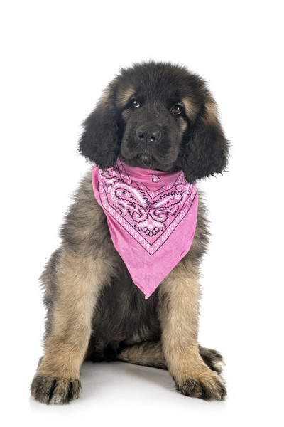 小狗Leonberger