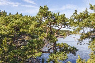 湖景的松树