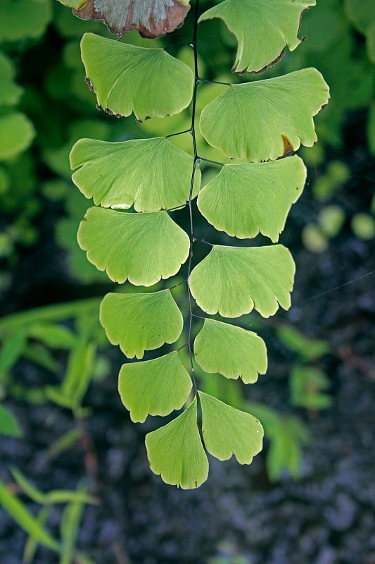 铁线蕨(铁线蕨)