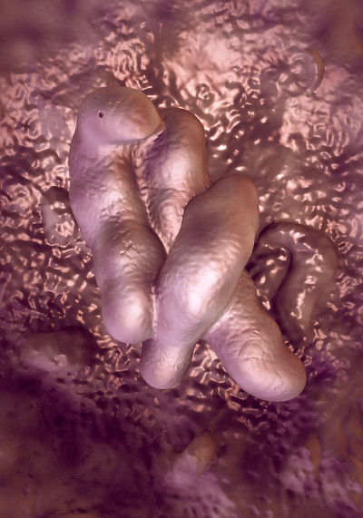 Campylobacter jejuni bacteria