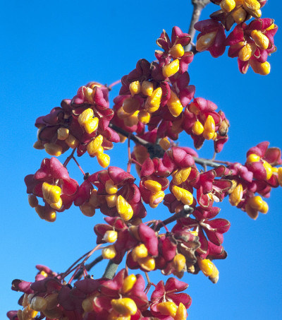 Euonymus, europaeus
