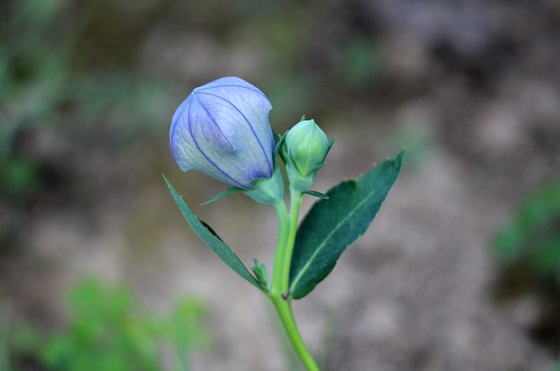 桔梗花或桔梗属多年生草本植物，球囊状蓝色花蕾开始开放，被绿叶包围