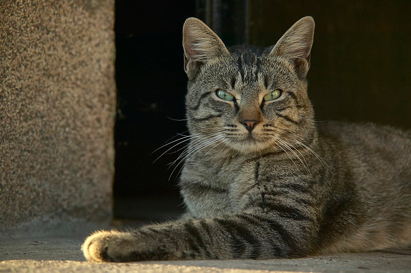 半猫半猫躺在地上