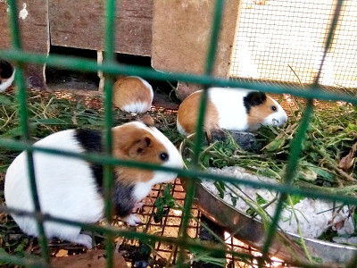 一只困在金属笼子里的小老鼠的特写镜头