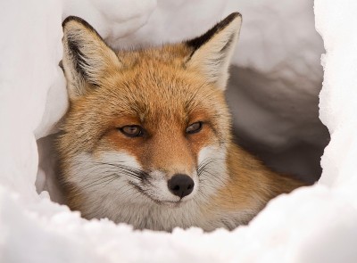 雪地里的红狐狸