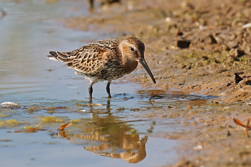 多变的矶鹞- Dunlin (Calidris alpina)。