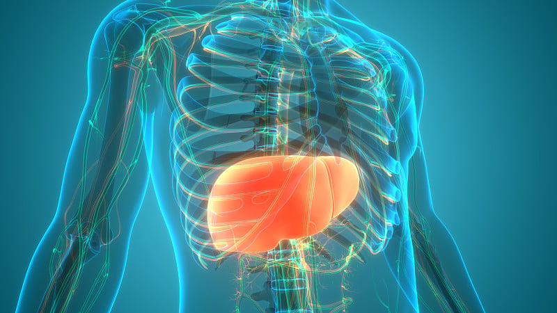 人体内部消化器官肝脏解剖