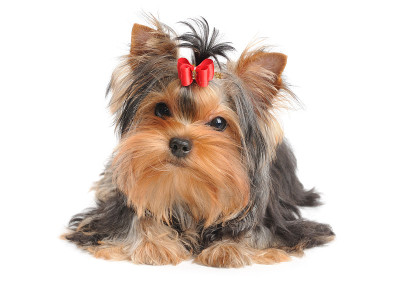 红色蝴蝶结的约克郡犬