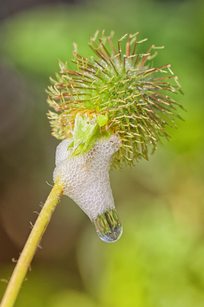 吐沫虫的泡沫