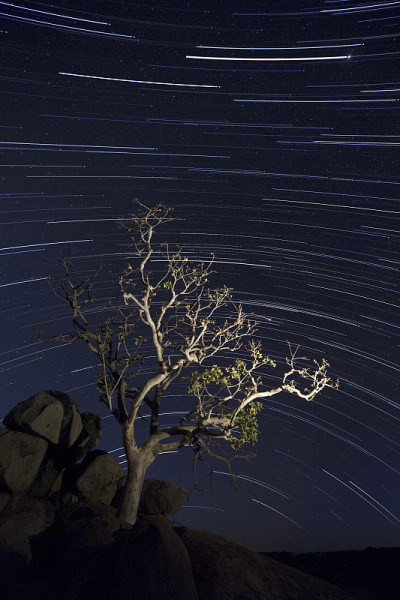 星星在树上留下痕迹