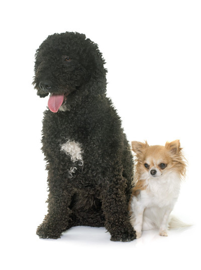 西班牙水犬和吉娃娃