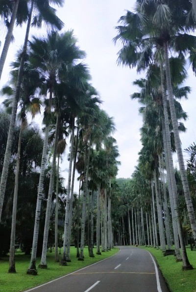 茂物植物园