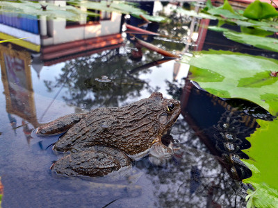 青蛙