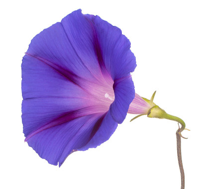 花孤立
