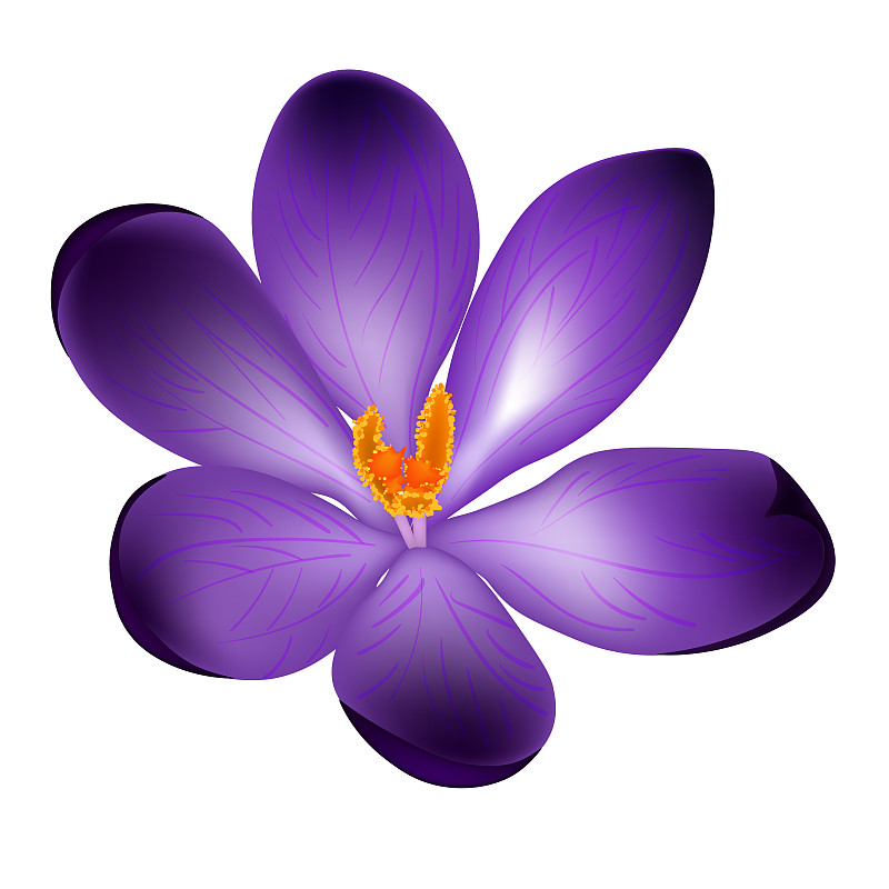 Vector illustration of crocus flower isolated on t