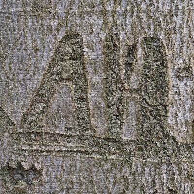 近景山毛榉树皮刻有首字母。