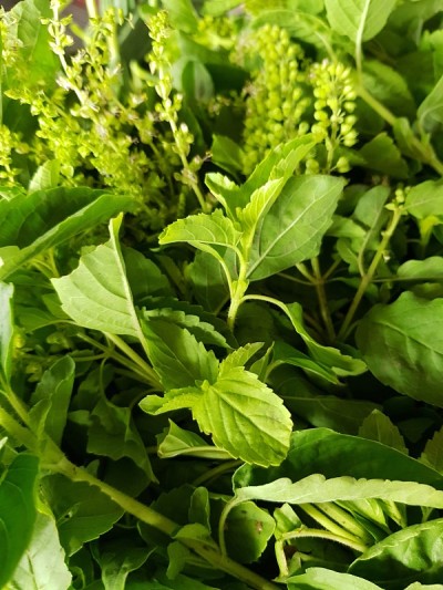 罗勒叶是很好的天然食物。