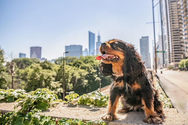 查理士国王猎犬，公园里有绿色植物，远处是芝加哥的天际线。