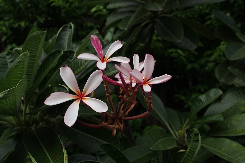 寺树花，夹竹桃科鸡蛋花或鸡蛋花