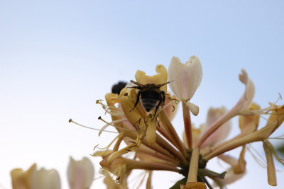 蜂蜜和熊