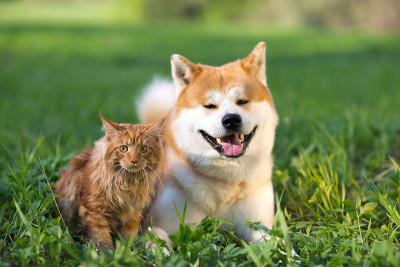 草里的狗和猫。
