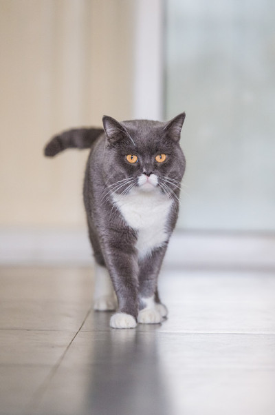 英国灰猫