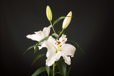 盛开的完美的，柔和的白色百合(植物学:百合)。拍摄背景是黑暗的，略亮的。