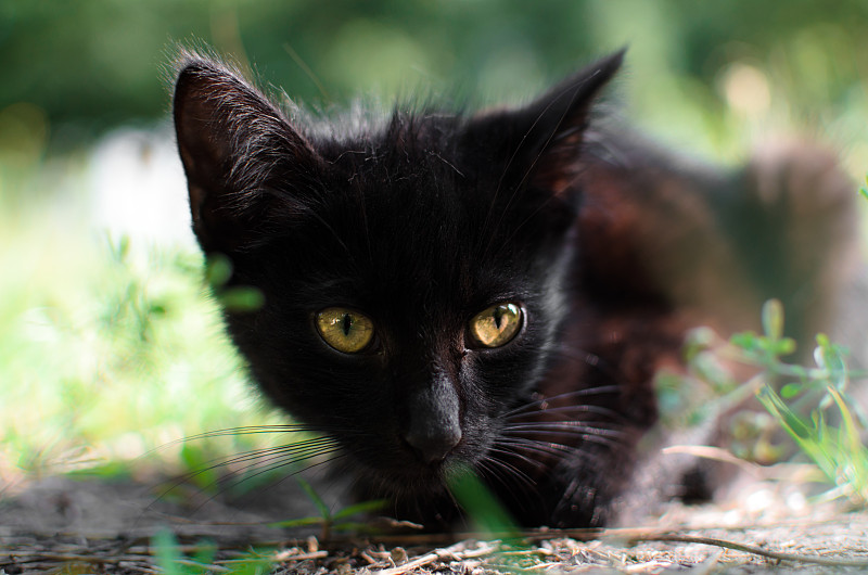 夏日里的一只黑猫