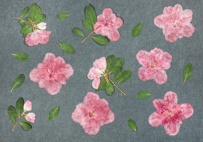 从旧相册里找页。花杜鹃花。剪贴画元素以叶子、花朵和花瓣装饰花朵。用于贺卡、请柬和祝贺。用于剪贴簿，问
