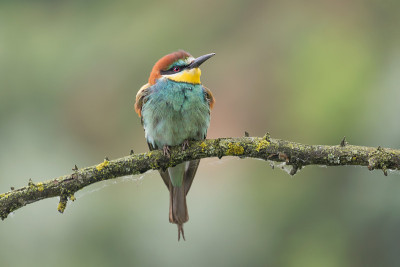 欧洲食蜂者的精彩肖像(Merops apiaster)