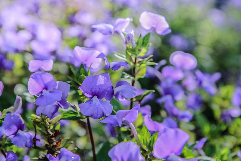 花园里的蓝色夏威夷花