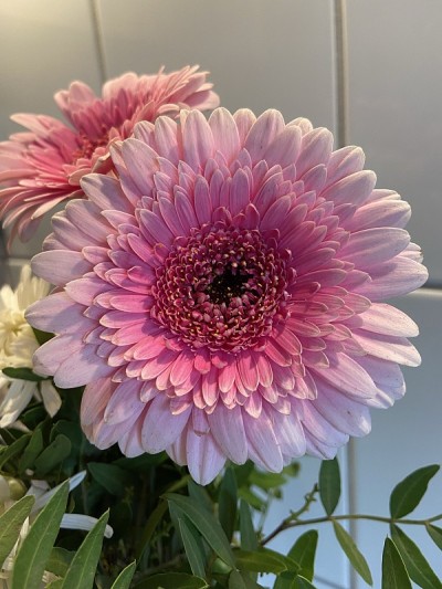 粉红色的非洲菊花