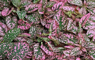 完美的粉红色Hypoestes