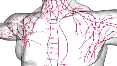 人体淋巴结解剖用于医学概念3D渲染