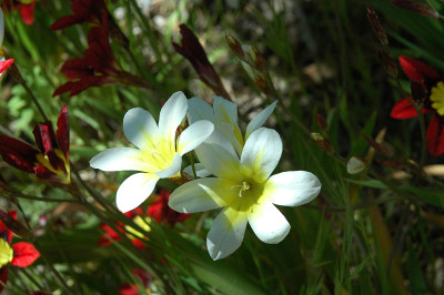 西班牙春花