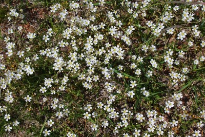 方亭Cerastium fontanum，又称鼠耳繁缕，普通鼠耳，或星草