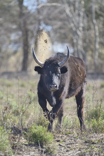 卡玛格牛(Taureau de Camargue) -法国