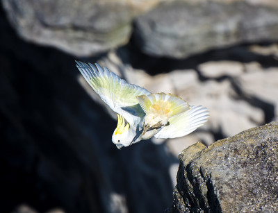 飞行风头鹦鹉