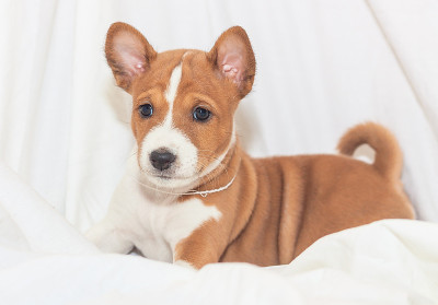 漂亮，可爱的小狗狗不吠犬巴森吉品种