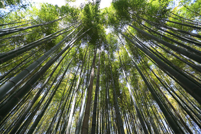 竹林