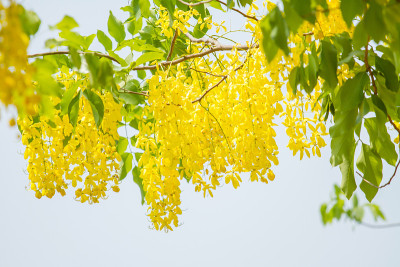 黄金雨树