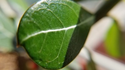 叶脉