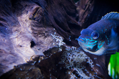产卵绿色恐怖鱼在水族馆(Andinoacara rivulatus)美丽，自然，家庭，卵